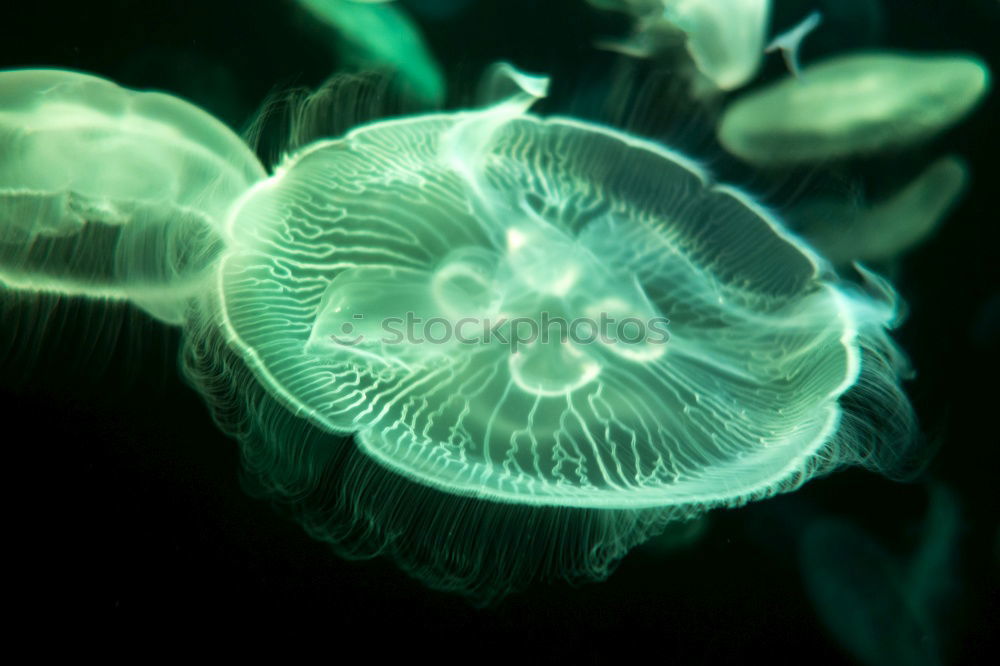 Image, Stock Photo Close up Side Angle Golden Jellyfish Blue Green Background