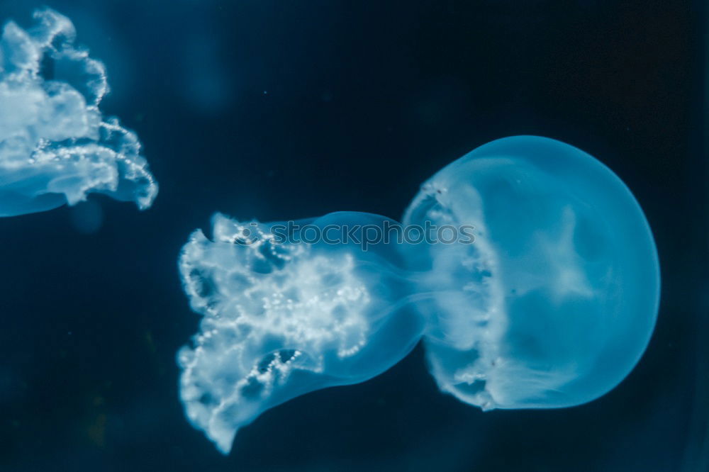 Similar – Image, Stock Photo Close up Side Angle Golden Jellyfish Blue Green Background