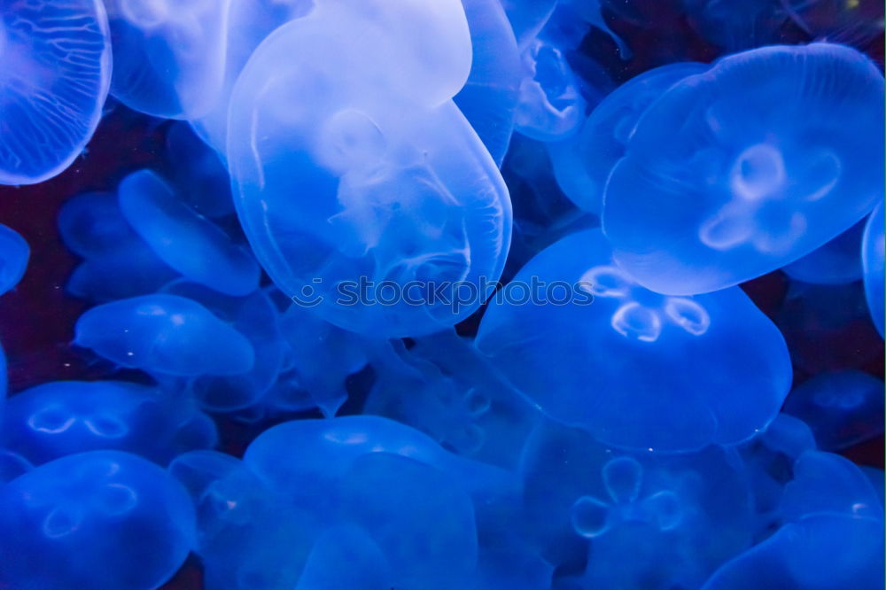 Similar – Image, Stock Photo Jellyfish Family Aquarium