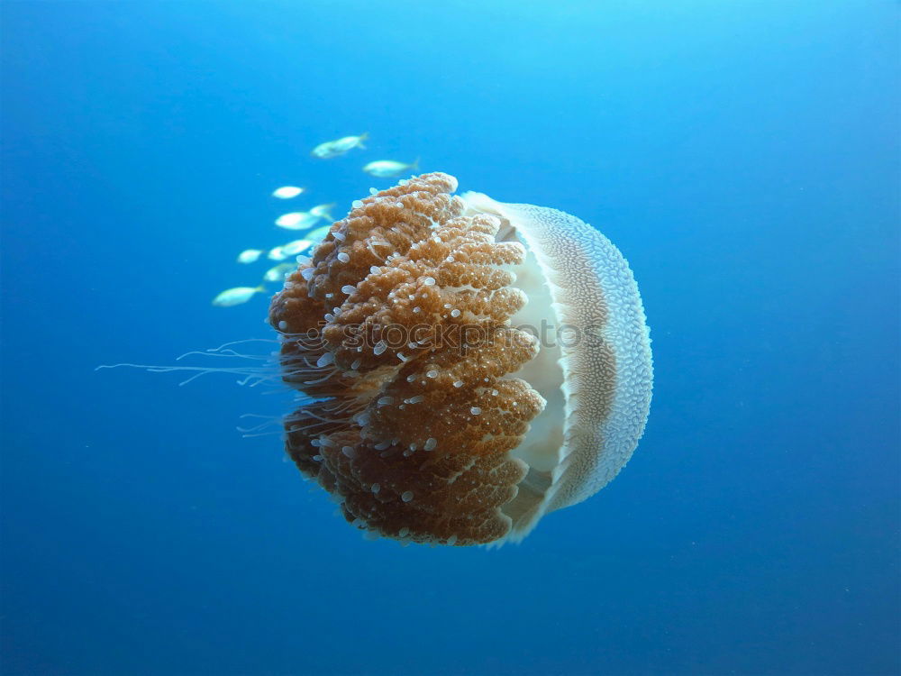 Similar – Image, Stock Photo Foreign World 3 Jellyfish