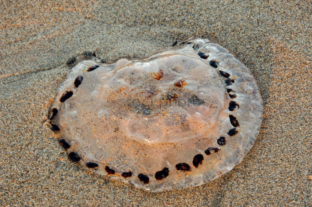 Image, Stock Photo the jellyfish laughs Ocean