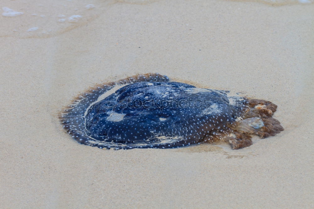 Similar – Image, Stock Photo the jellyfish laughs Ocean