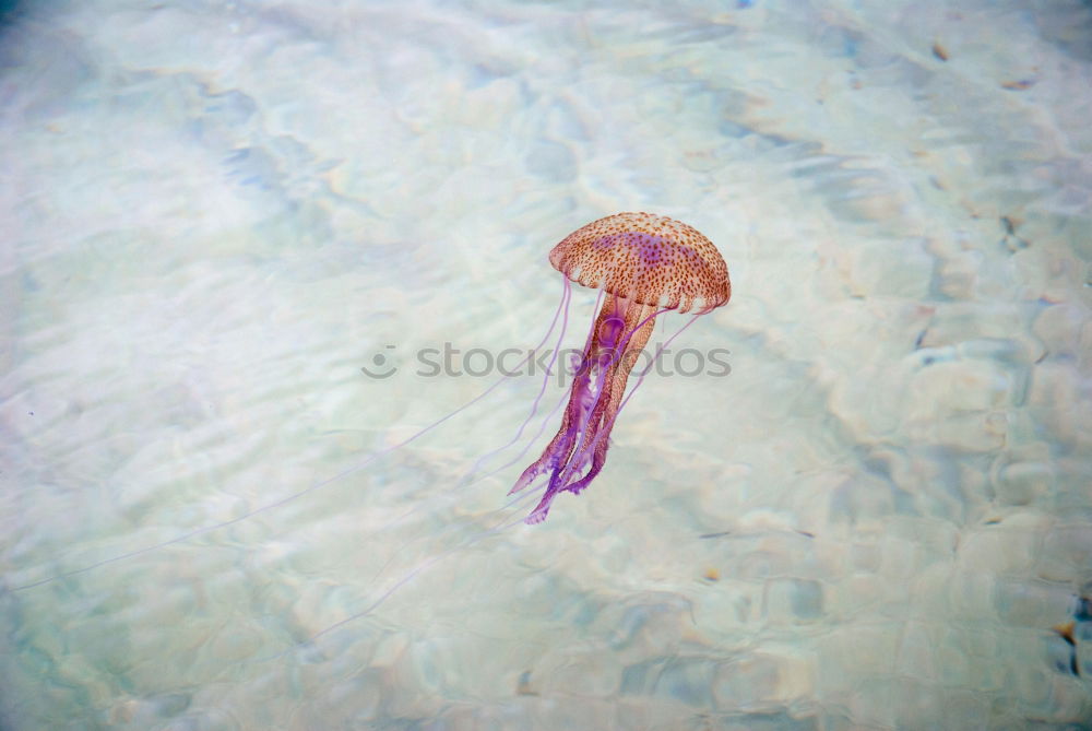 Similar – Jellyfish II Animal