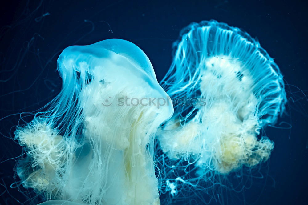 Similar – Image, Stock Photo Close up Side Angle Golden Jellyfish Blue Green Background