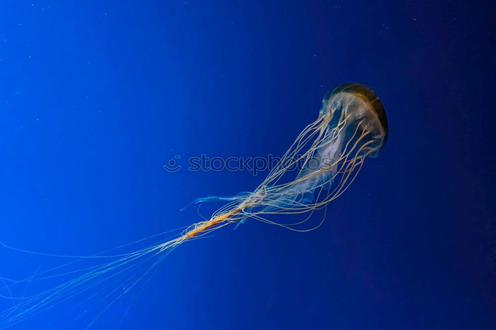 Similar – jellyfish Jellyfish