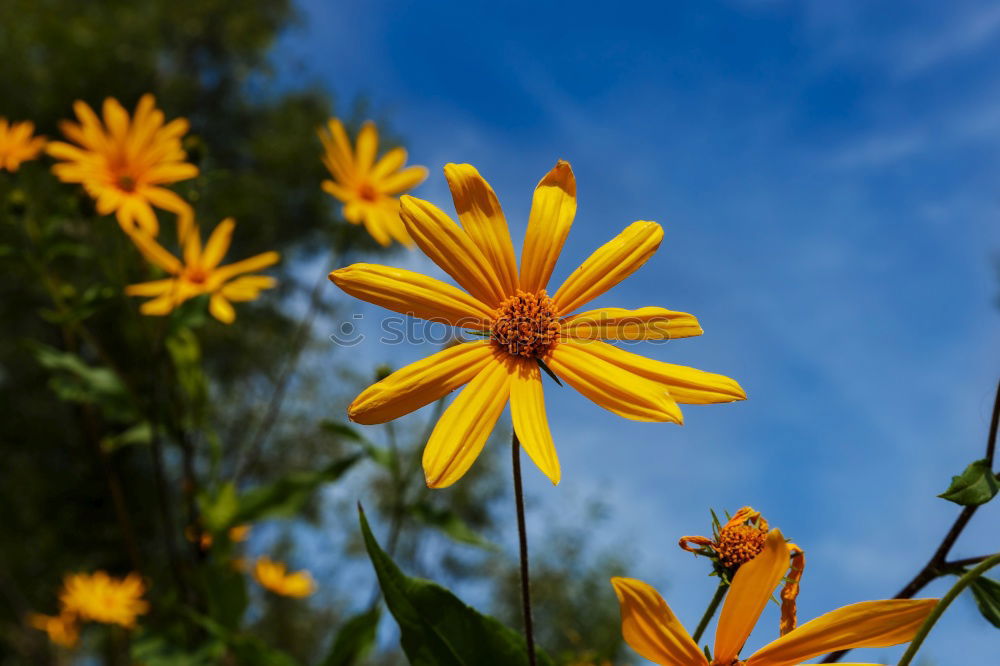 Similar – back to summer! Plant