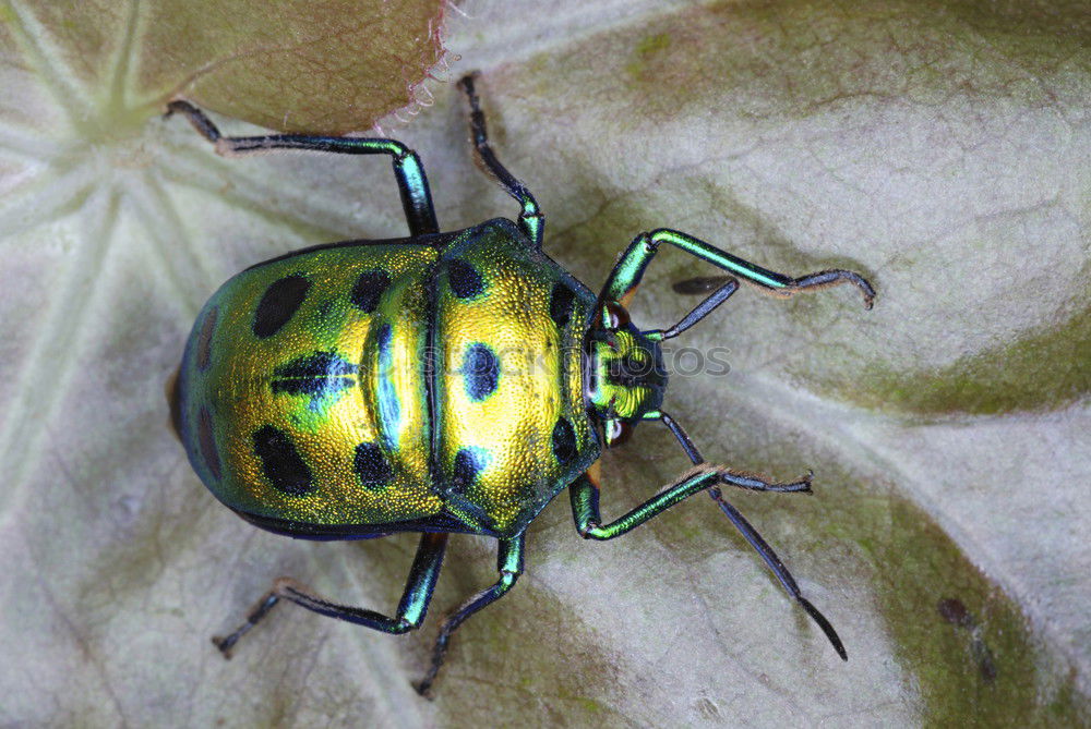 Similar – Image, Stock Photo potato beetle Animal