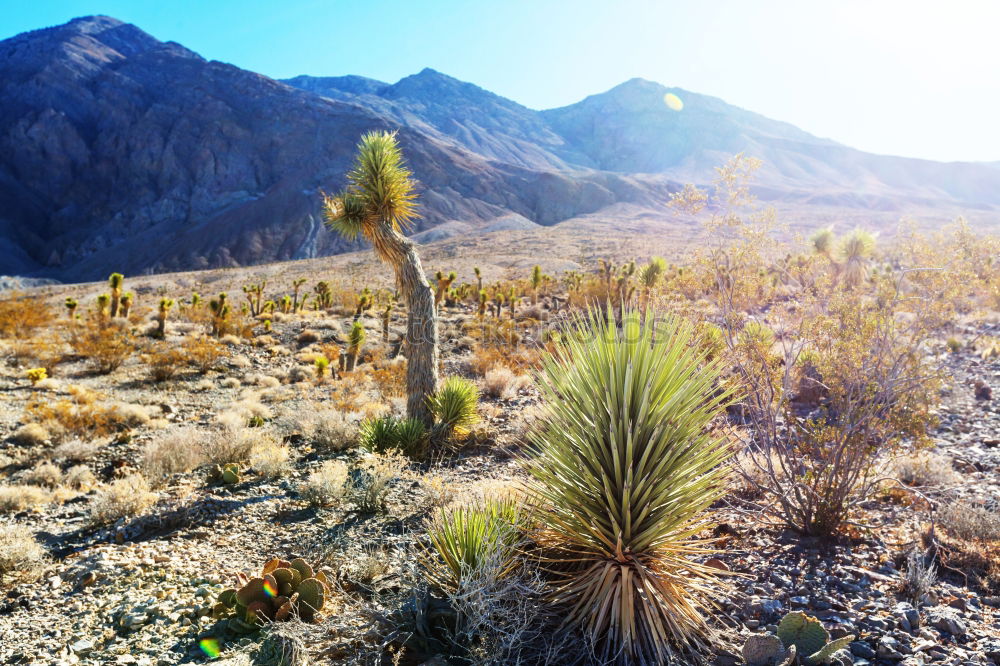 Similar – Cactus Garden