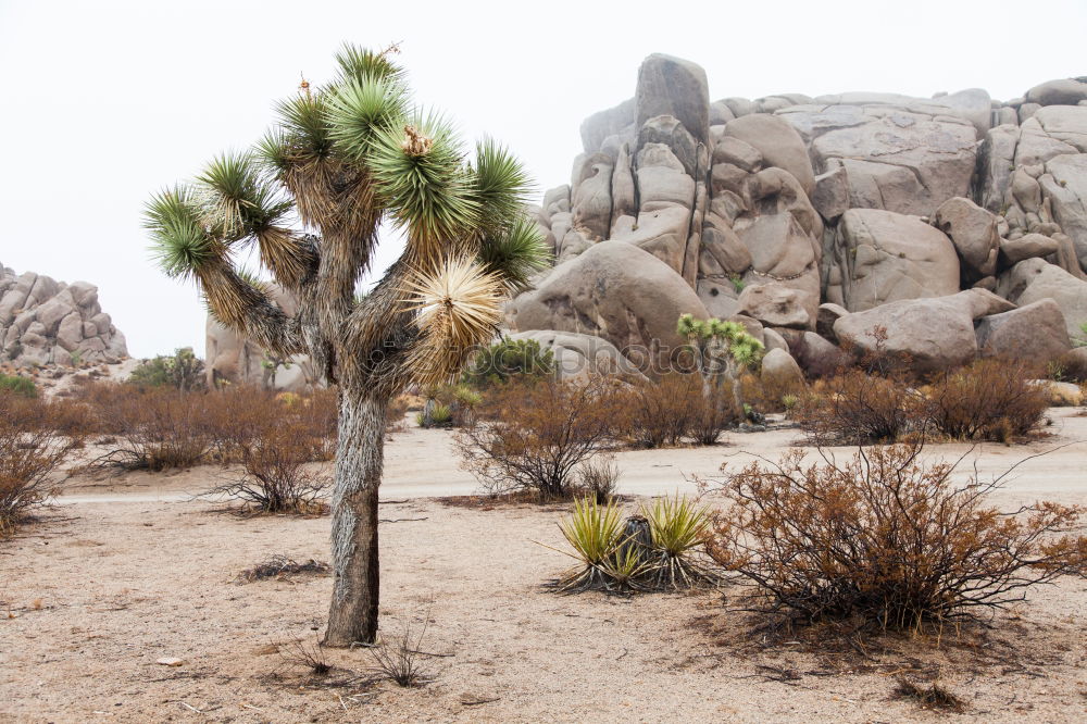 Similar – Image, Stock Photo Joshua Tree National Park