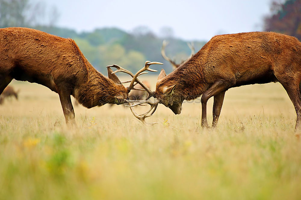 Similar – Image, Stock Photo Y <Y Plant Animal Summer