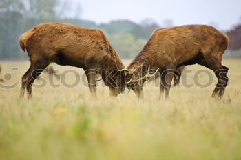 Similar – Image, Stock Photo three fallow deer stags