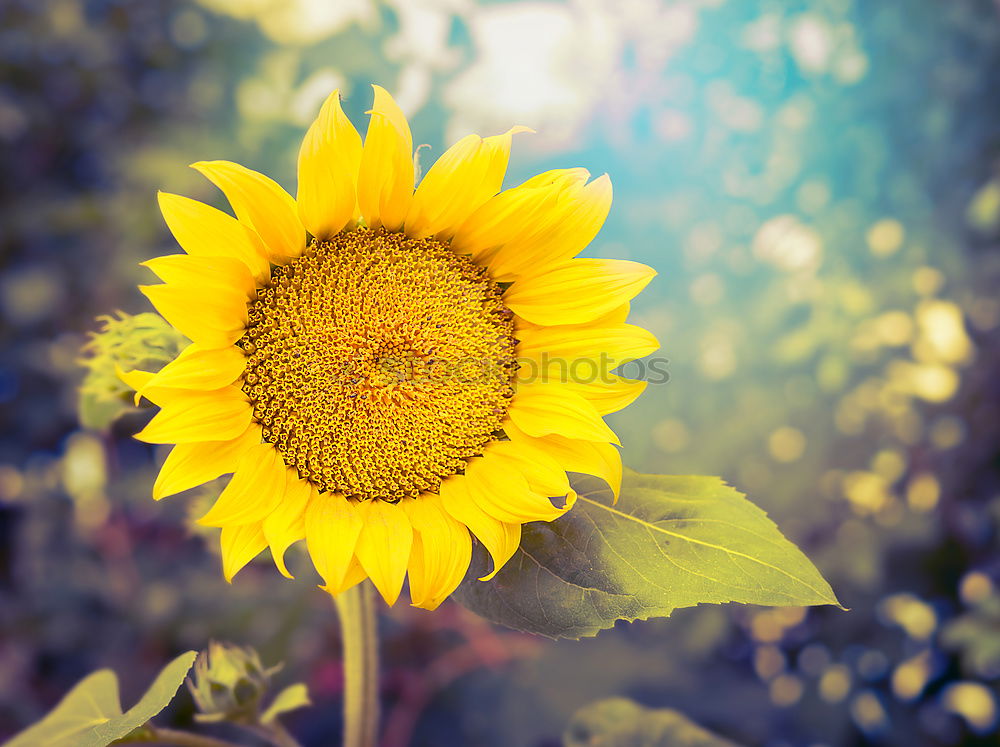 Similar – Beautiful sunflower field