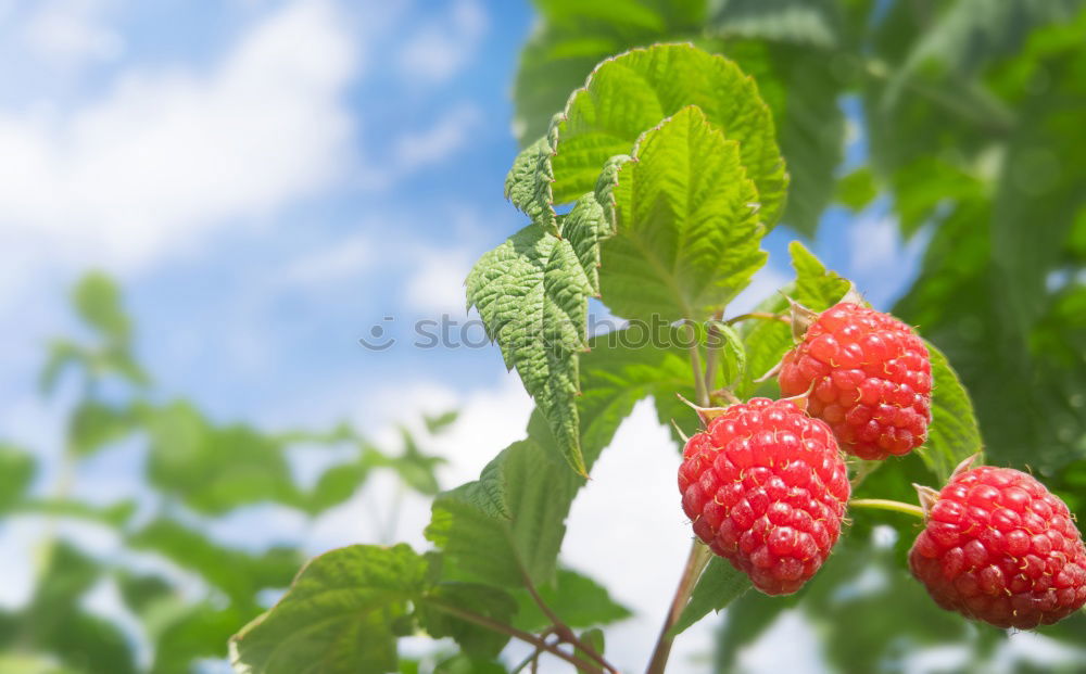 Similar – Fresh strawberries Food