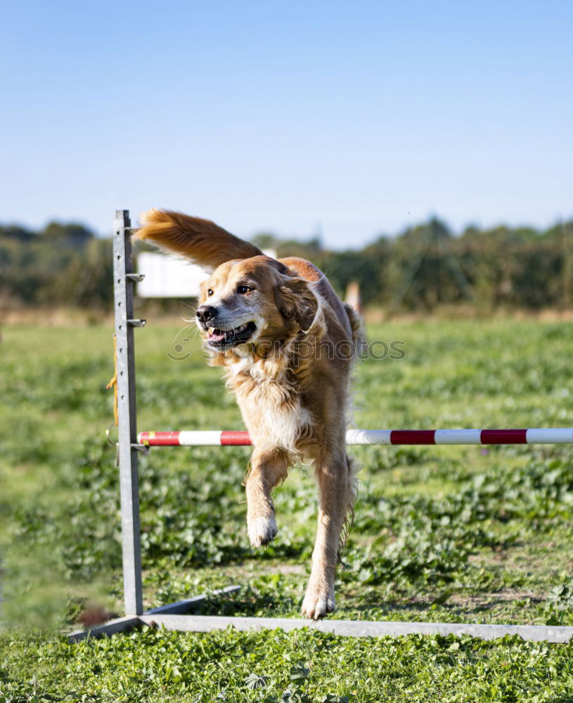 Similar – Foto Bild mit Biss Tier Haustier