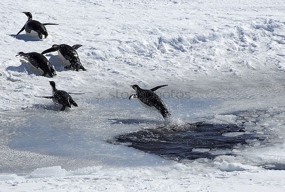 Similar – winter depression Snow Ice