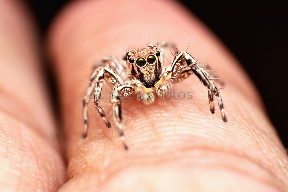 Similar – Bugs. Beetle Insect Hand