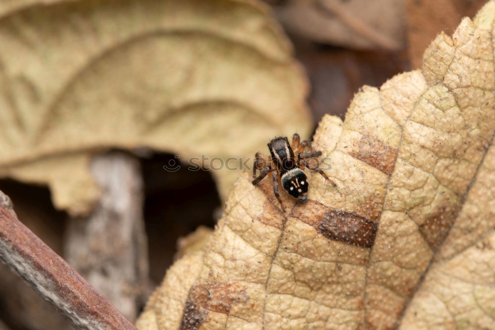 Similar – Image, Stock Photo even holes do not last forever | leaf feeding