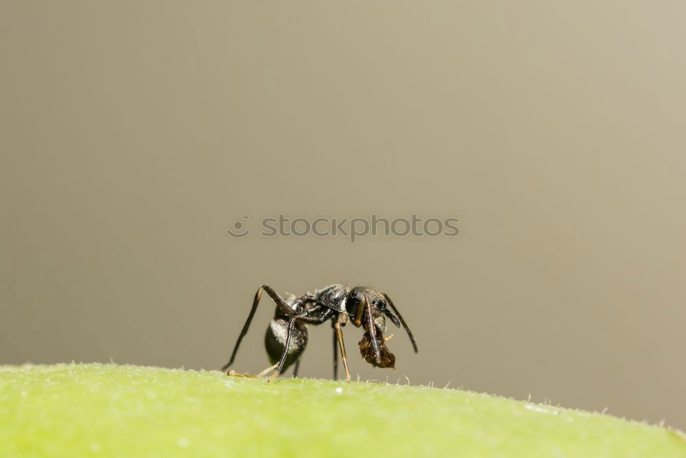 Similar – Red, wood ant, Animal