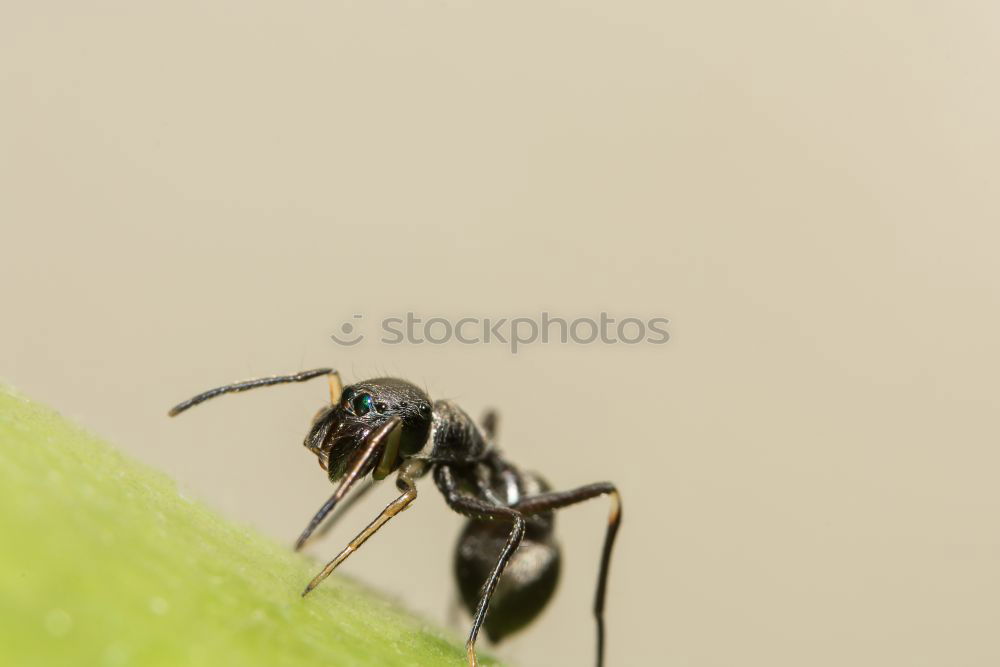 Red, wood ant, Animal