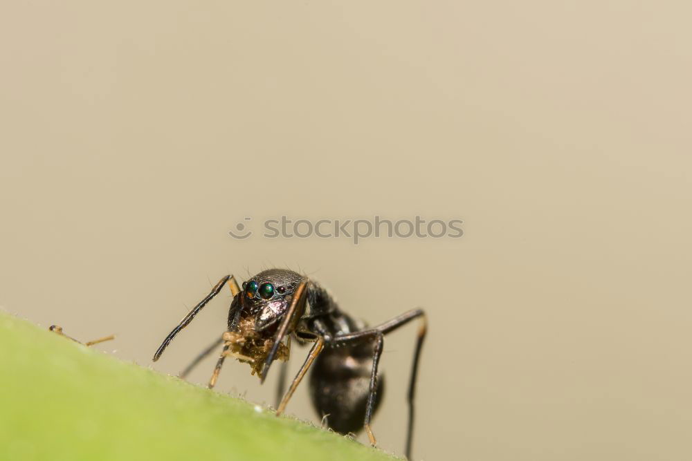 Similar – Image, Stock Photo low-cost airline Insect