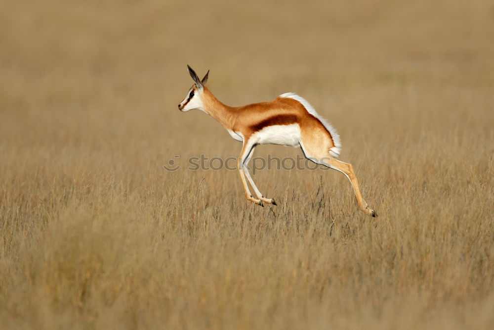 Similar – Thomson gazelles grazing