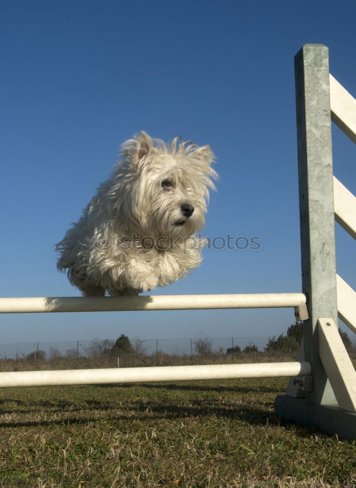 Image, Stock Photo Kiss my ace Dog Animal Pet