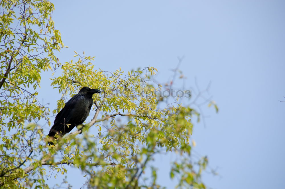 super star Umwelt Natur