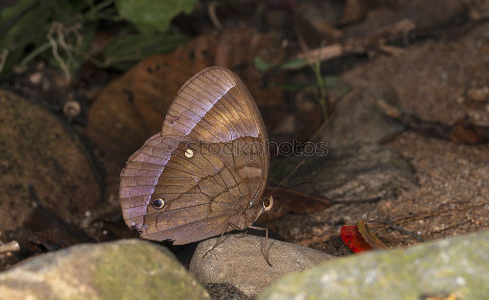 Image, Stock Photo rime Nature Autumn Winter