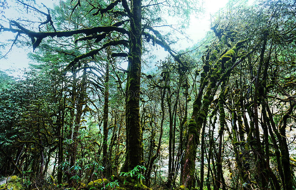 Similar – Golden Gate 1 Tree Clouds