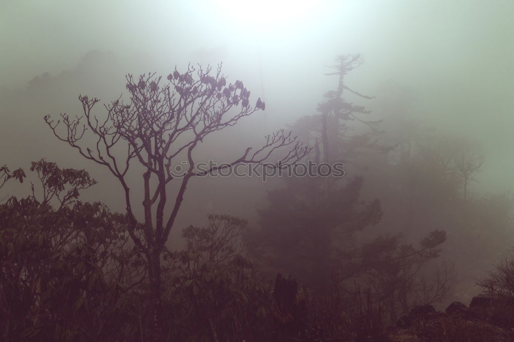 Similar – Image, Stock Photo At the foot of Bromo