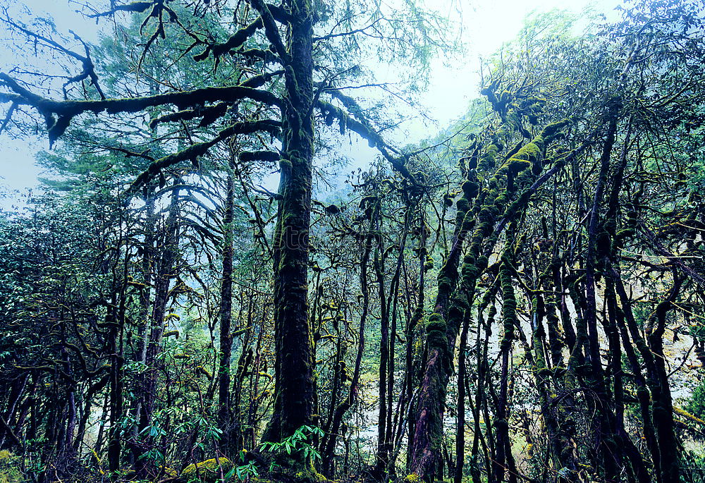 Similar – Golden Gate 1 Tree Clouds