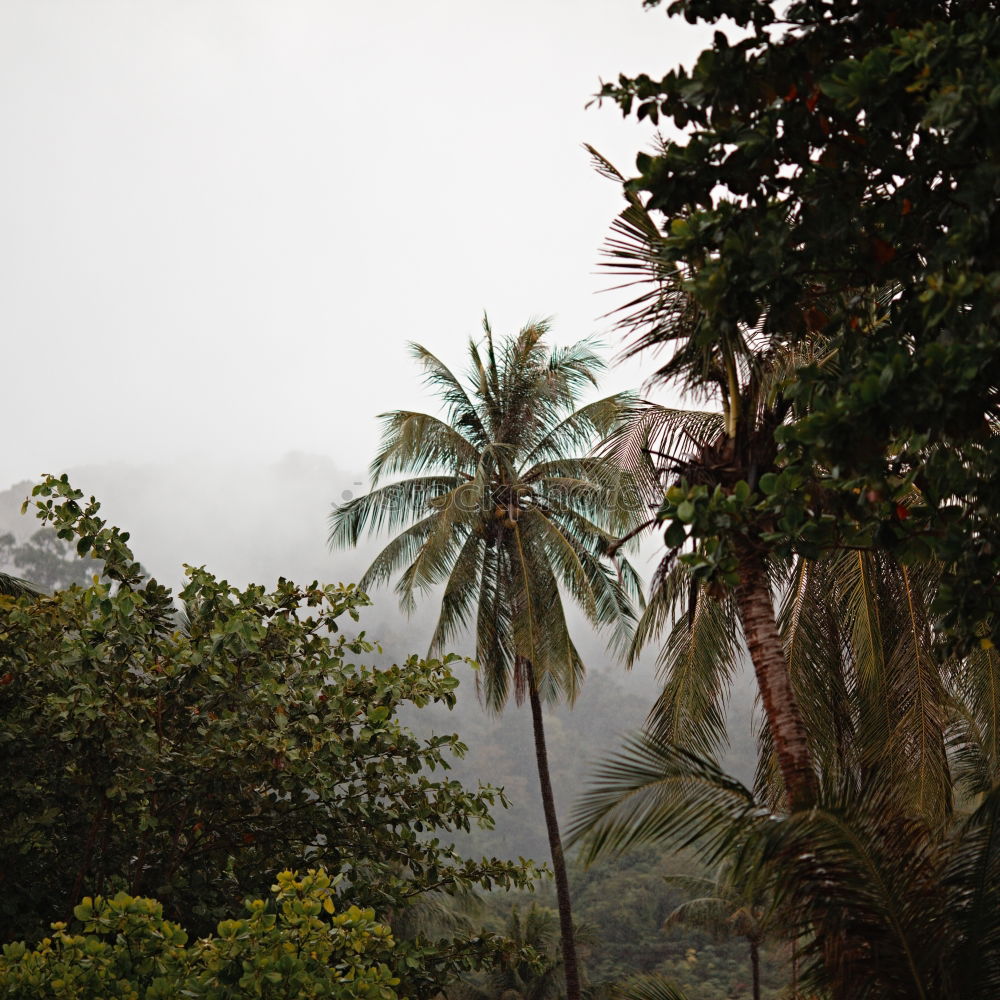 Similar – Seychelles Palm View