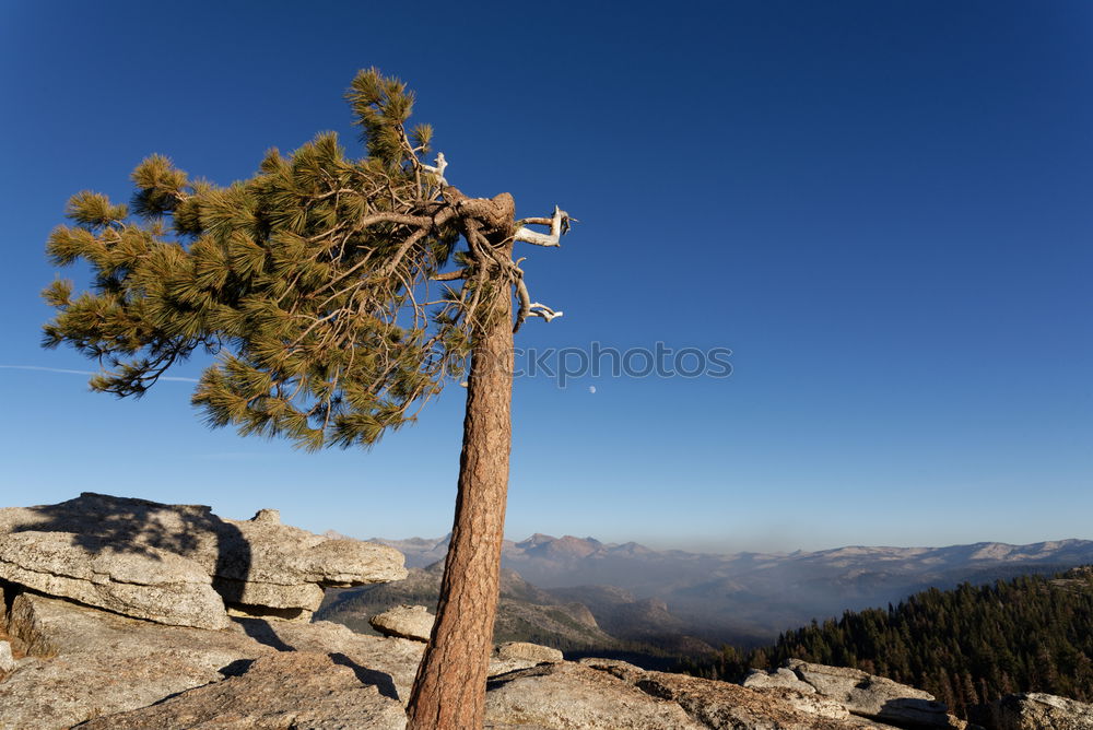 Similar – Image, Stock Photo gnarled Environment Nature