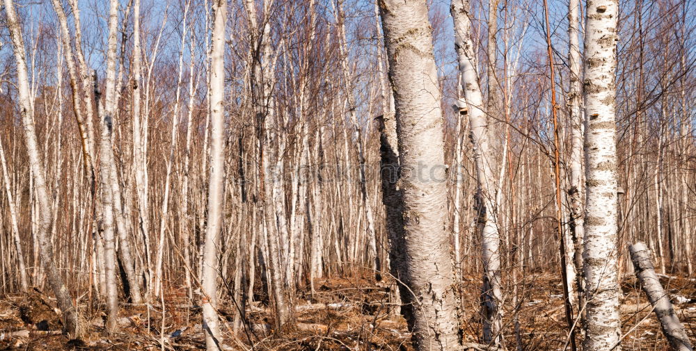 Similar – Image, Stock Photo westerly winds Environment