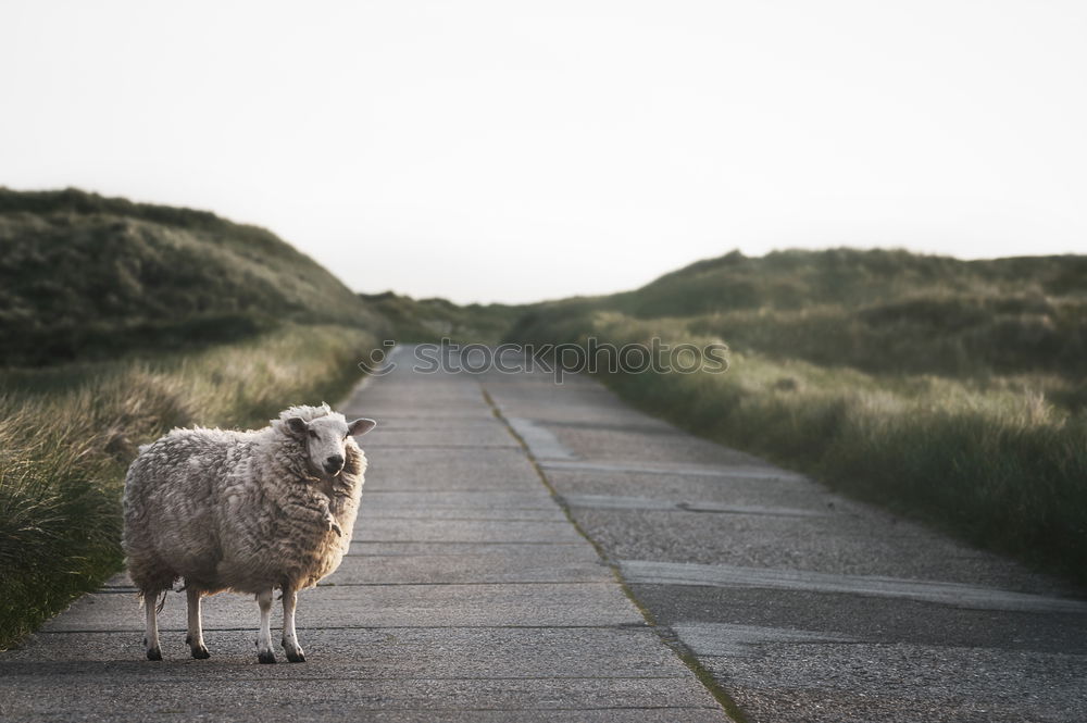 Similar – Foto Bild Neugierde Karla Natur