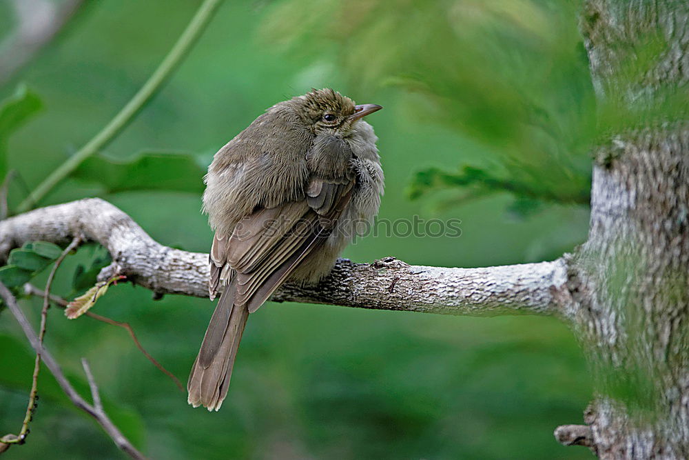 Similar – Image, Stock Photo Lazy bear in Punta Cahuita