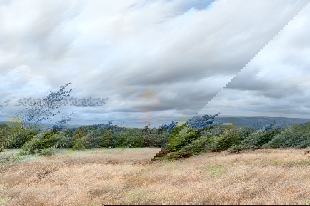 Similar – Foto Bild Holzstapel mit Waldstück und Wiese im Schwarzwald