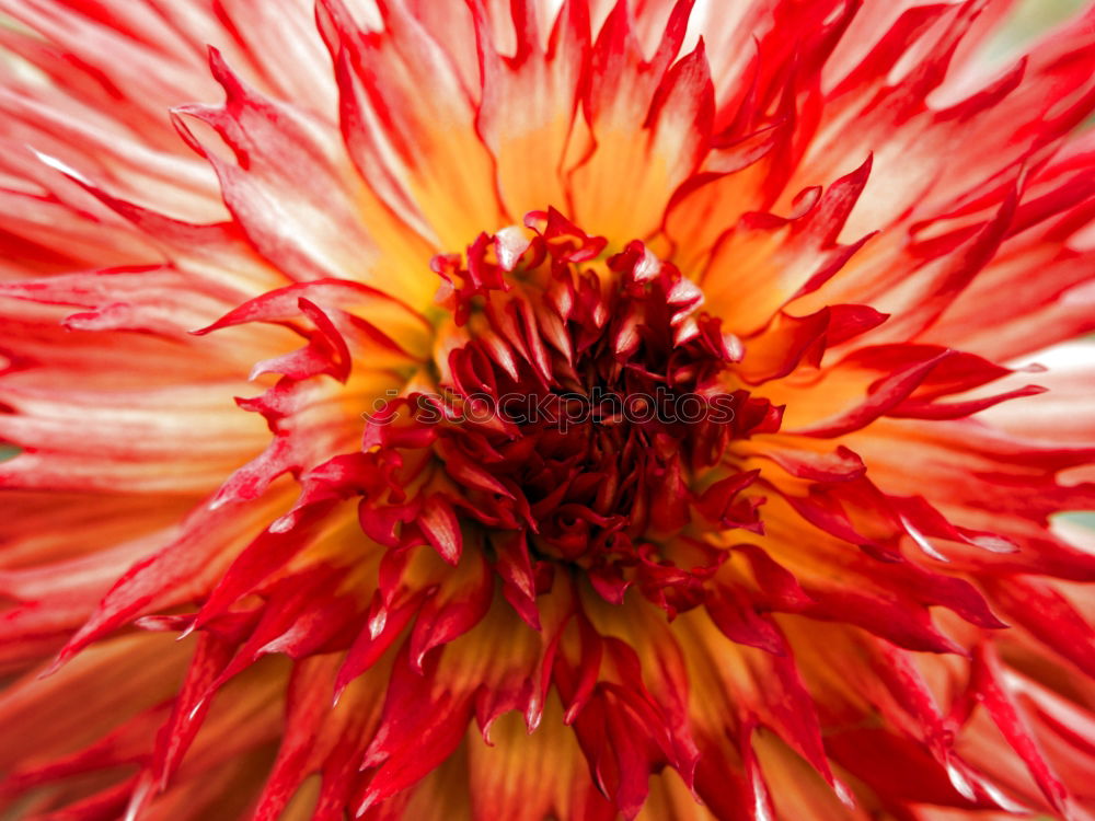 Similar – Detail einer Gerbera Blume