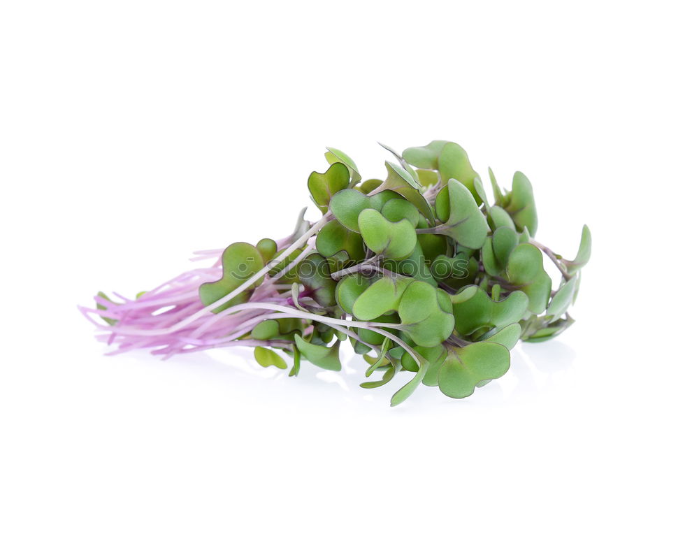 Similar – Image, Stock Photo Caper; Capparis; spinosa