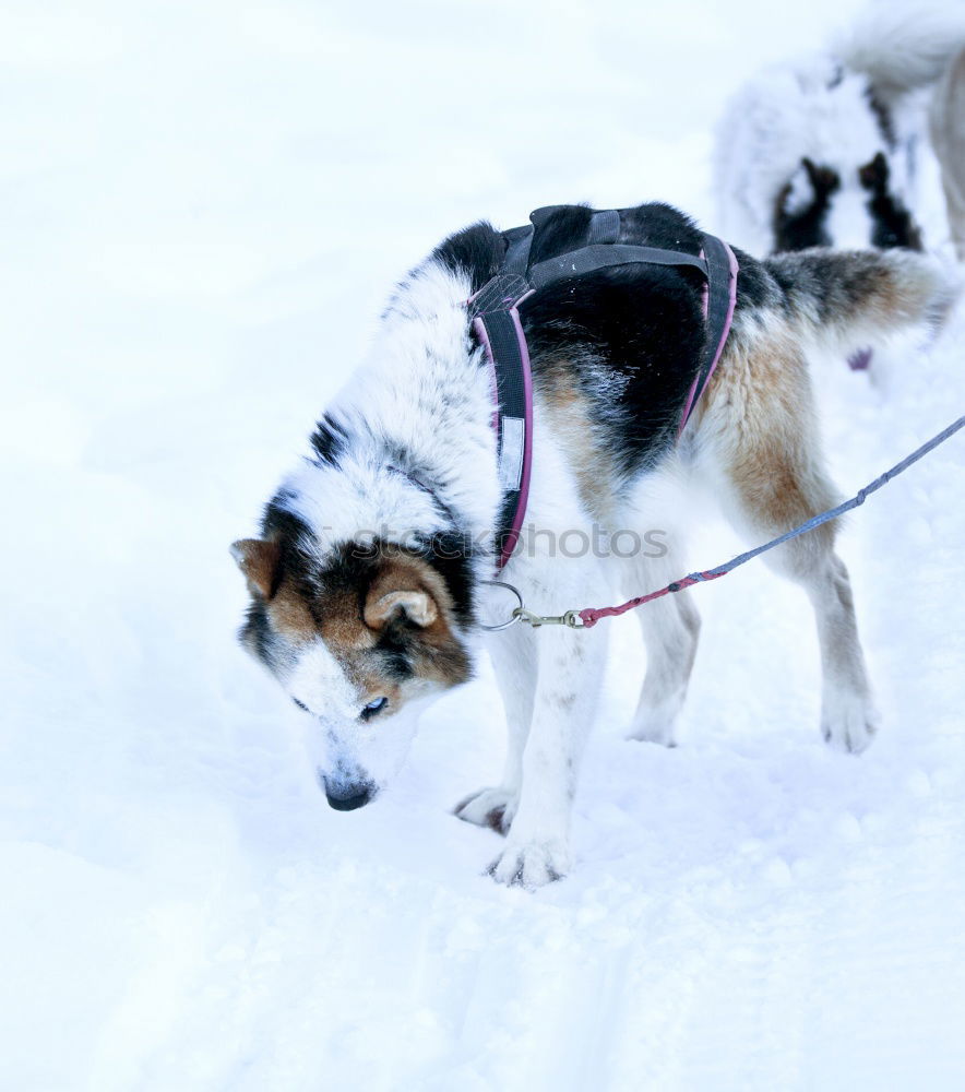 Similar – Image, Stock Photo Sleigh ride with huskies in Tromsö, Norway