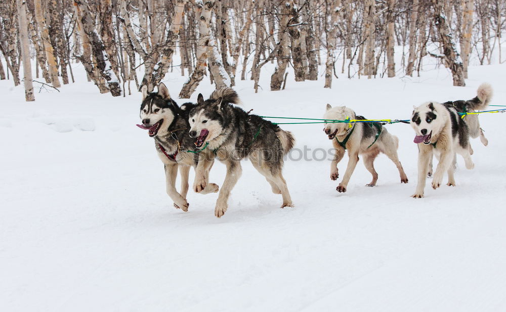 Similar – Husky team at full speed