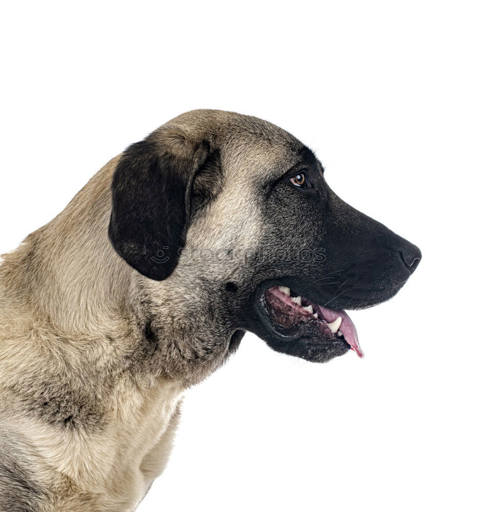 Similar – Image, Stock Photo Ears in the storm Dog Pelt