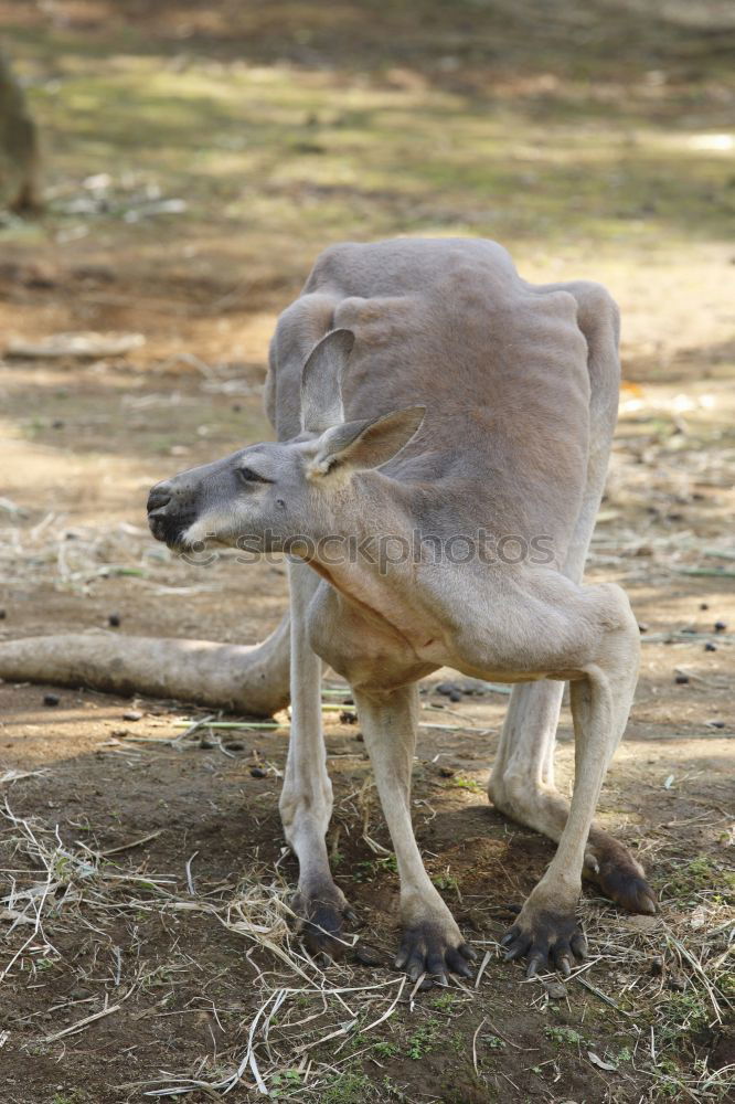 Similar – BIG EARS Large Animal