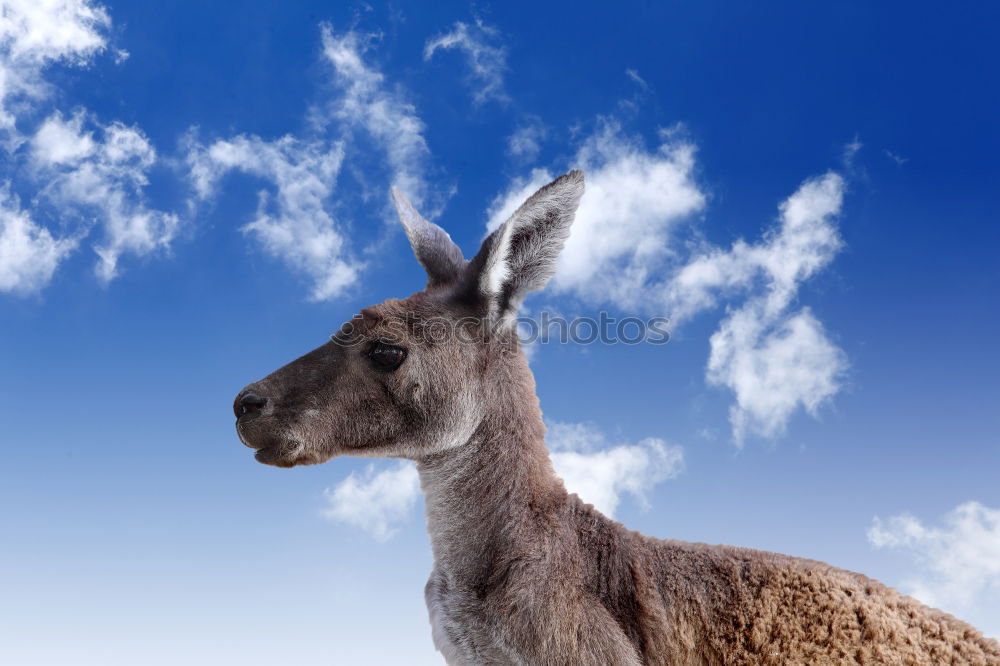 Similar – Brown horse in the sky background