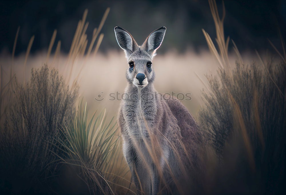 Image, Stock Photo ” stubborn ” Easter Nature