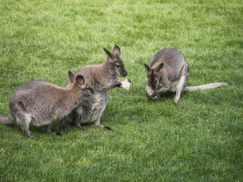 Similar – Image, Stock Photo What we call ourselves stays between us, rabbit!