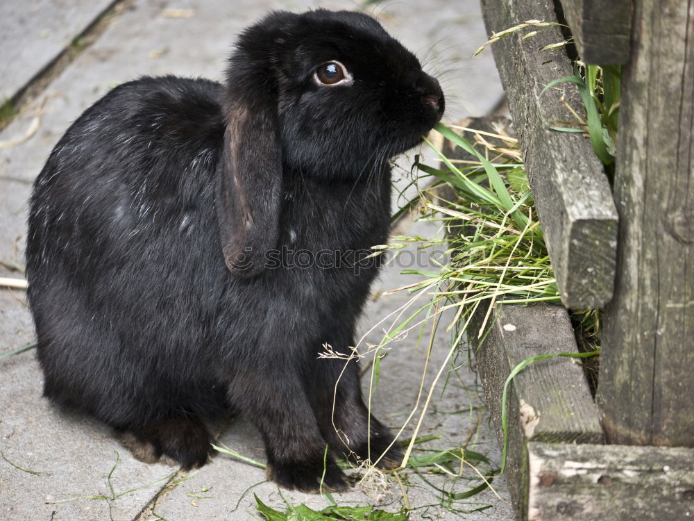 Similar – meal Lettuce Salad Easter