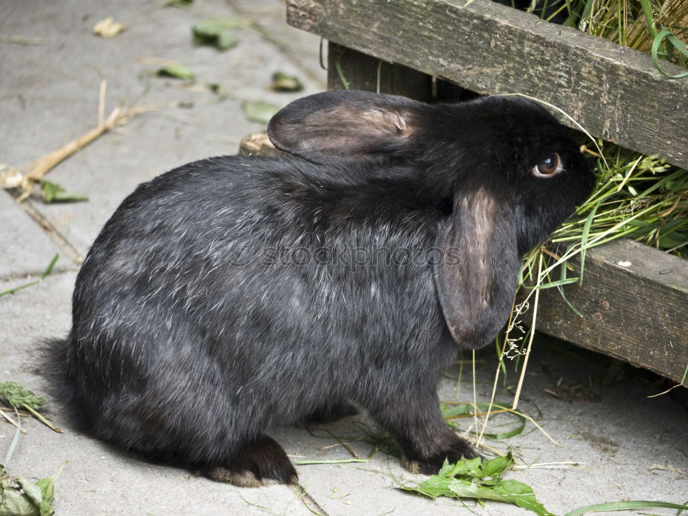 Similar – meal Lettuce Salad Easter