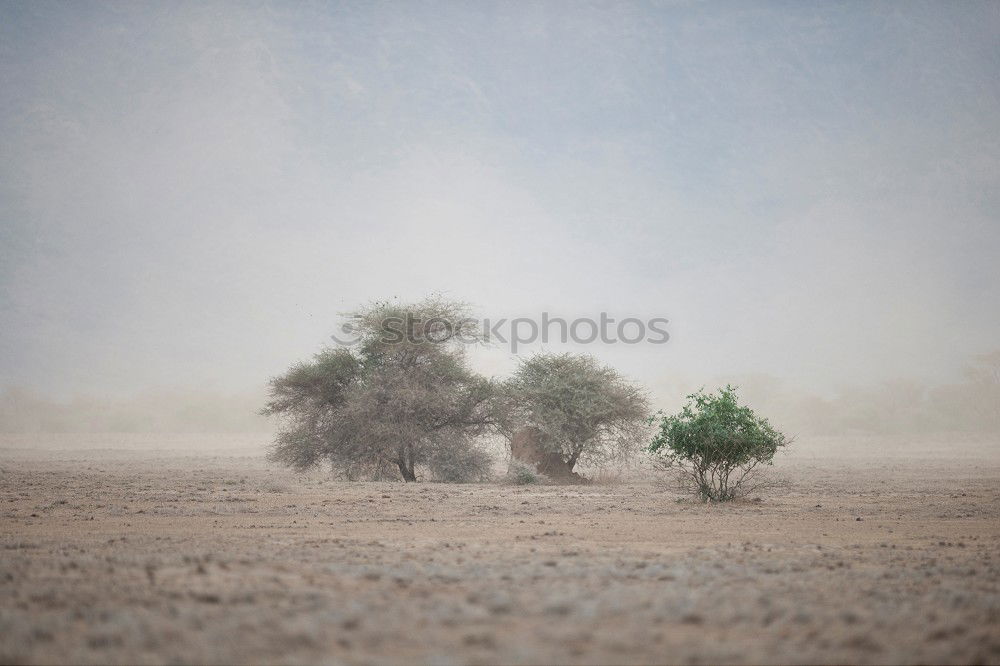 Similar – Image, Stock Photo the desert lives Dubai