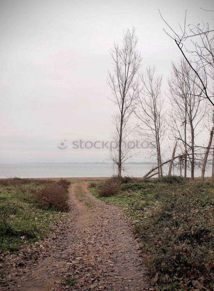 Similar – Image, Stock Photo sloping avenue Avenue Tree